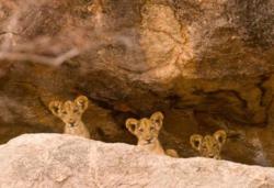 GPS tracking of lions leads researchers to the cubs
